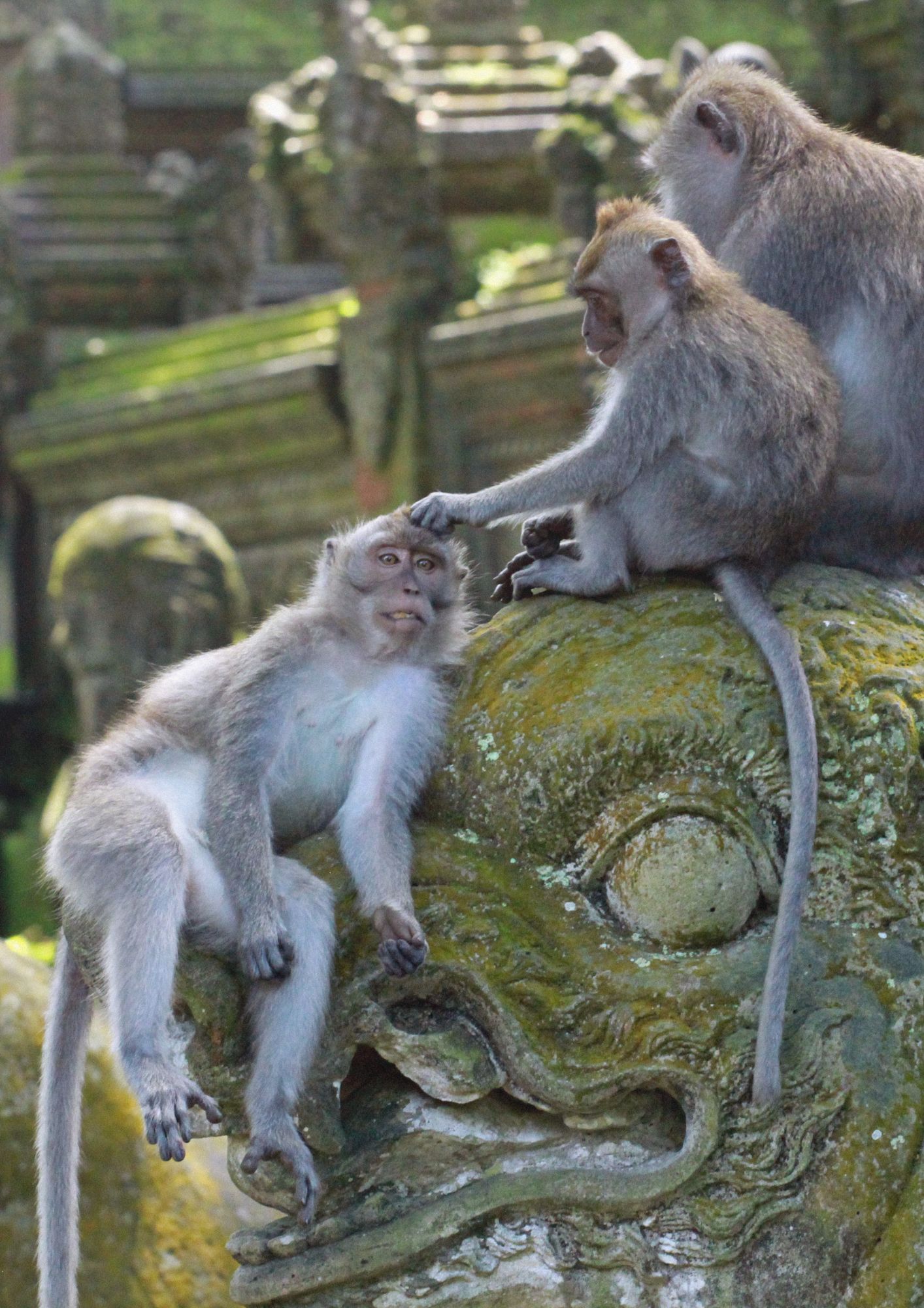 Monkey Forest