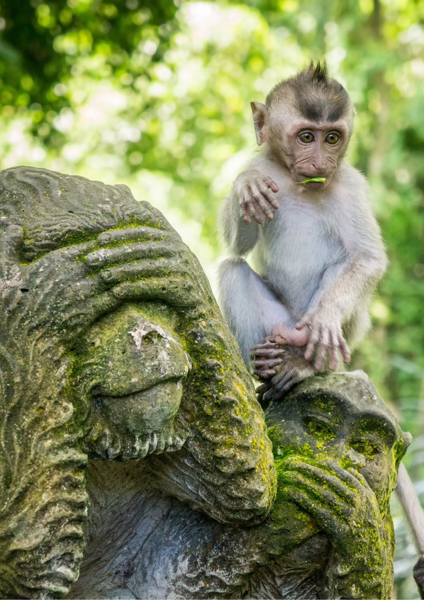 monkey forest